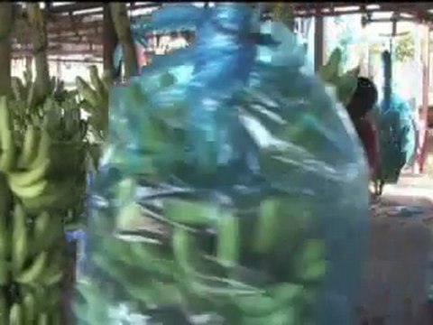 La production de Banane de Guadeloupe _ Martinique