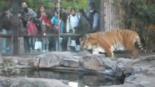 Tigre del Zoo de Bs.As P2