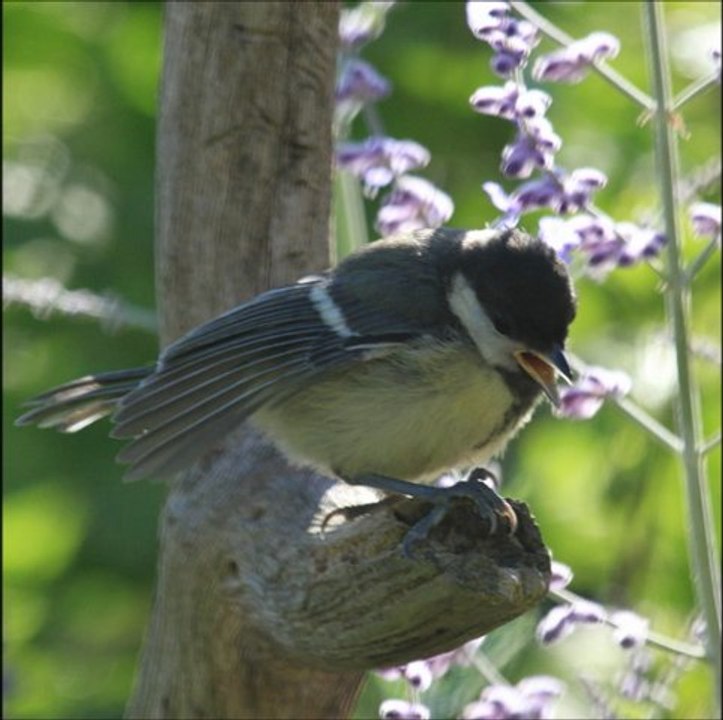 Mésange charbonnière