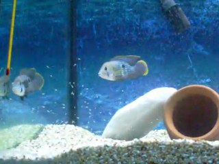 Mutlu Aile: Green Terror Balık Cichlid 🐟