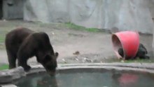 Oso del Zoo de Bs.As