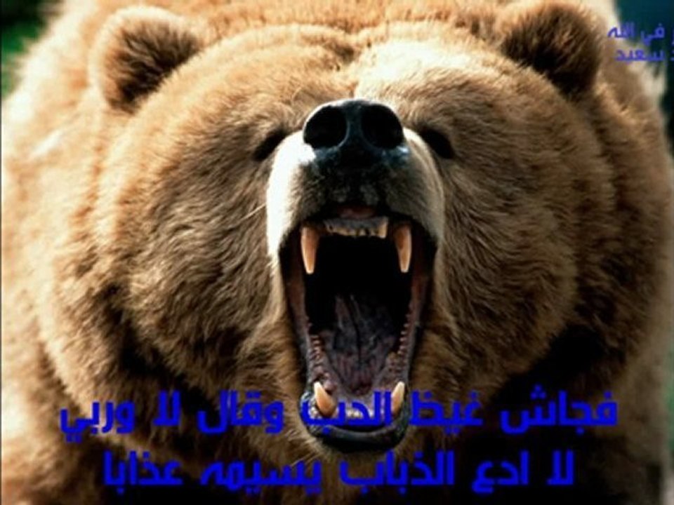 ‫حكاية الدب الشيخ توفيق الصائغ‬
