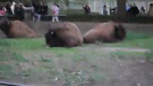 Bisontes del Zoo de Bs.As