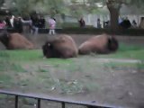 Bisontes del Zoo de Bs.As
