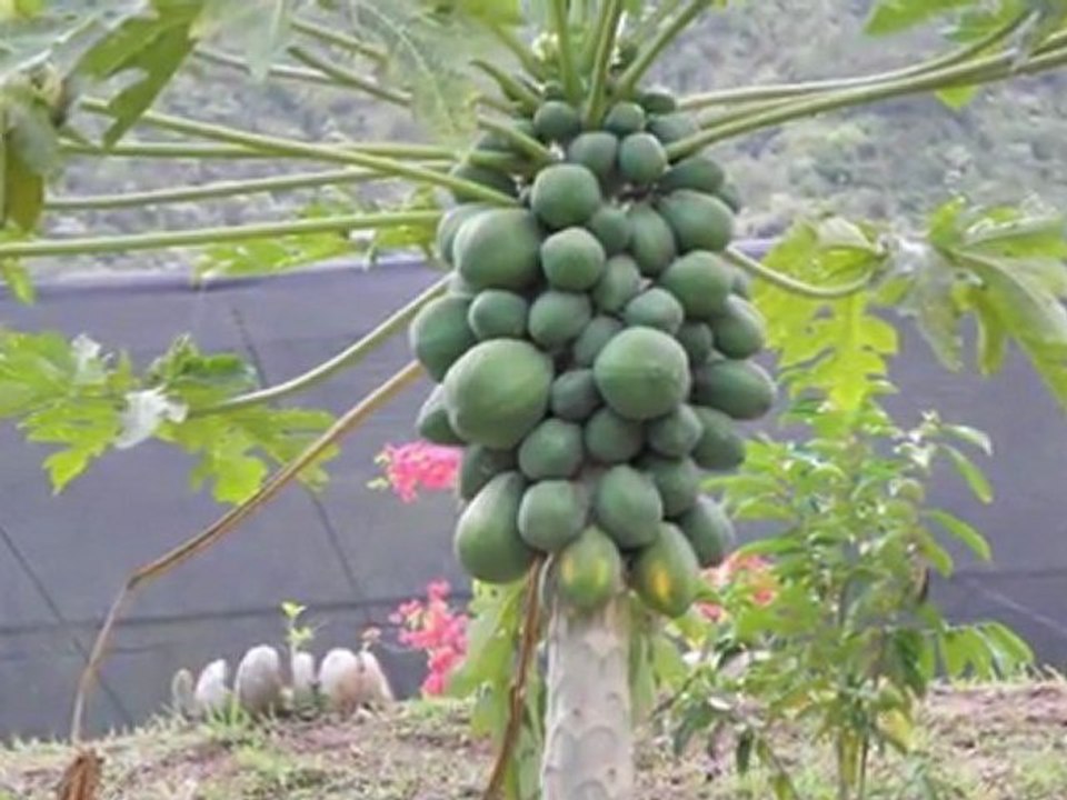 Moorea Safari Tours avec Franckyfranck