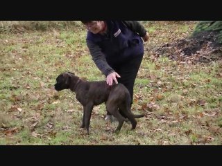 GLAMOUR Miss d'Epec Center - vidéo entrainement à 5 mois