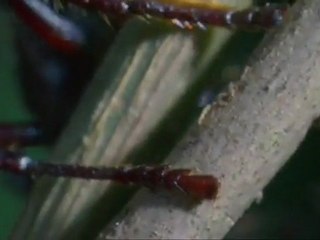 The Last of Us - Ant Teaser [HD]