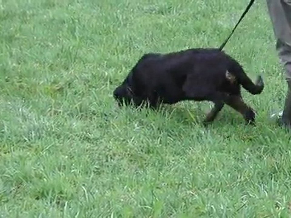 Vidéo de Kliff vom Steinberg à l'entrainement pistage