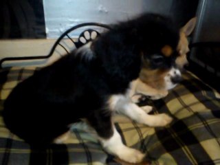 galilée ma petite poupette