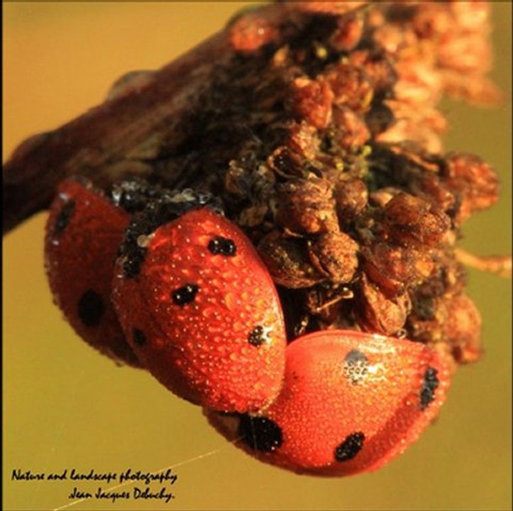 la coccinelle à 7 points
