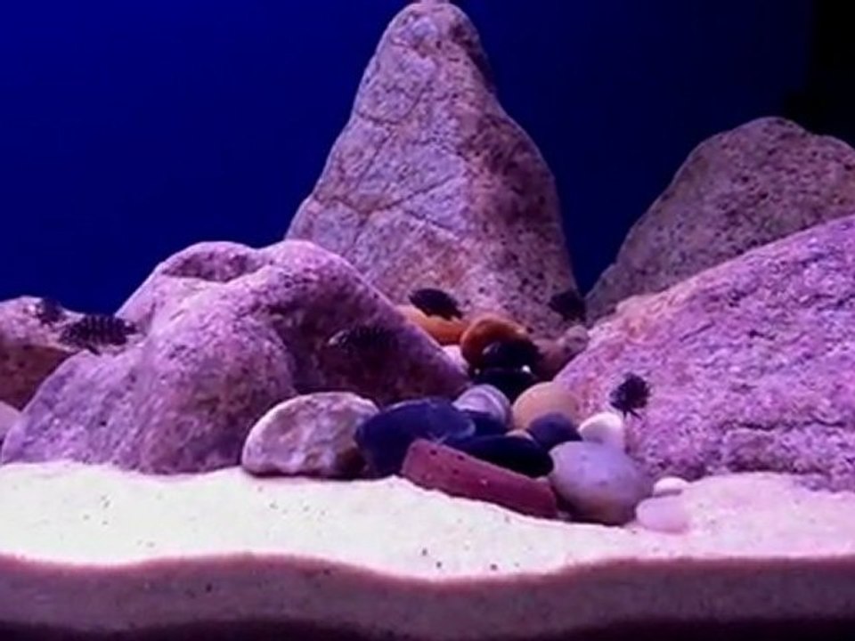 tropheus duboisi maswa yavrularım