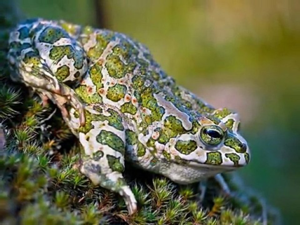 QUELLE BEAUTE