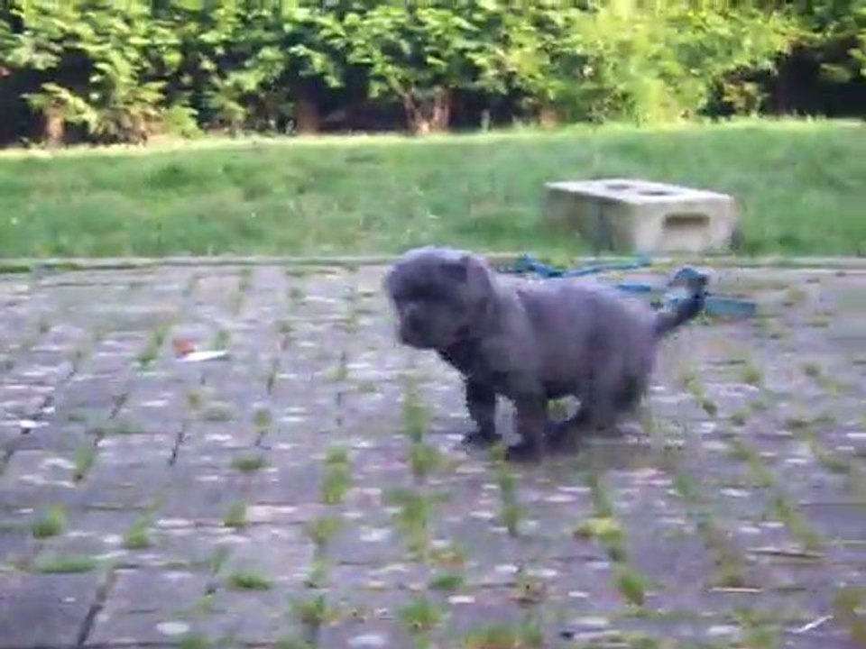 chiots cane 6 semaines