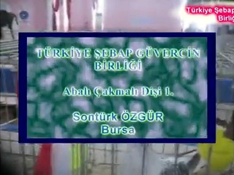 Türkiye Şebap Güvercin Birliği III. Trakya Festivali 6.Bölüm