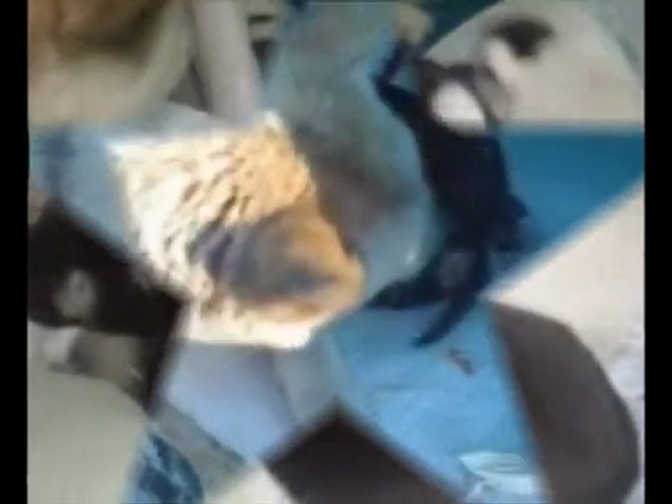 KÖPEKLER 1