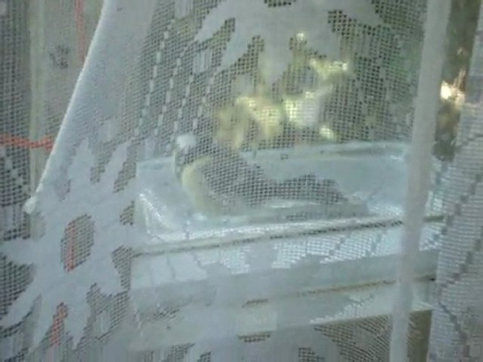 Large