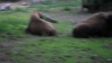 Bisonte del Zoo de Bs.As P2