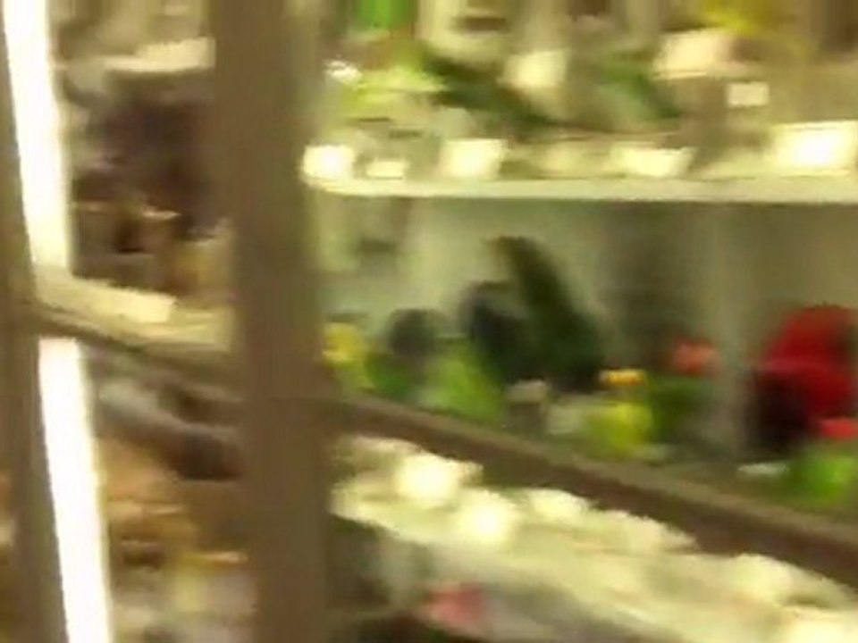 Vidéo 26-11-11 16 36 55