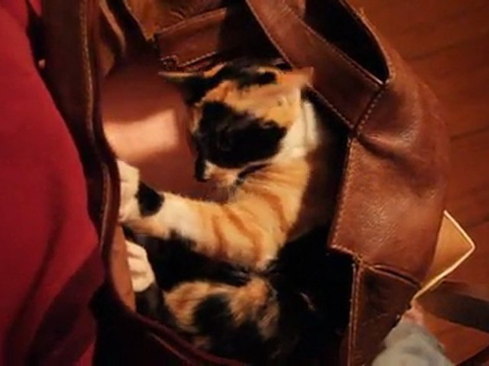 olga et la vie dans le sac d'école novembre 2011 (1)