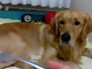 Onun da canı var :)