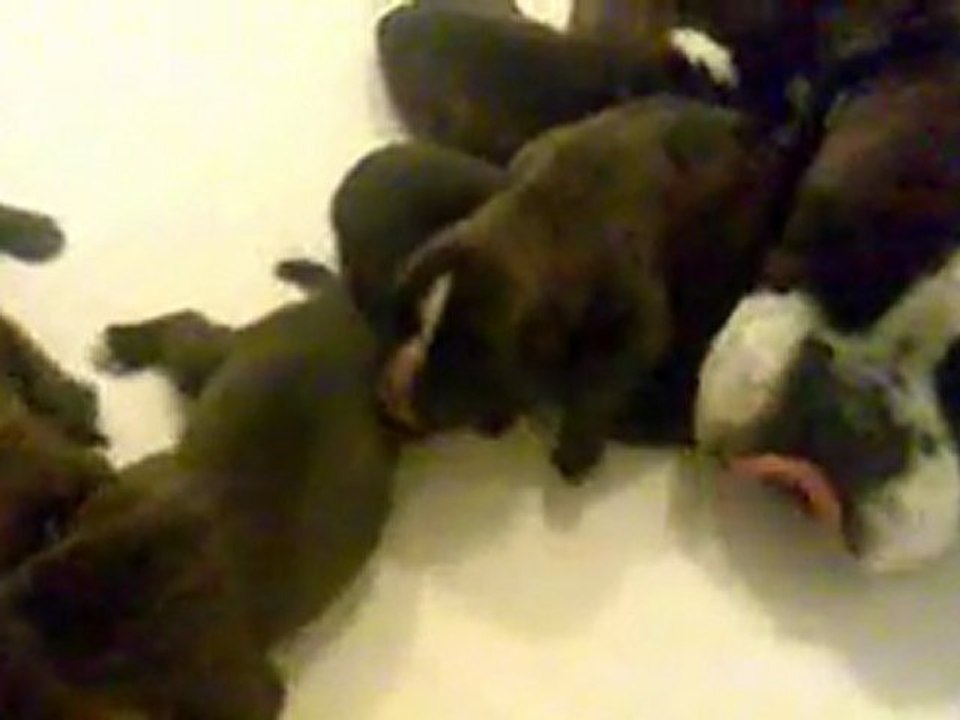 BOXER CHIOTS DE 3 JOURS