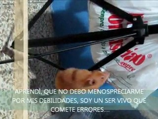 Hàmstercita giving advice: HOY APRENDÌ....