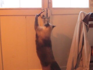 TYKO THE CAT IS OPENING THE DOORS