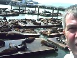 Cumhur Öğretmen San Francisco'da Denizaslanlarını Görüntüledi