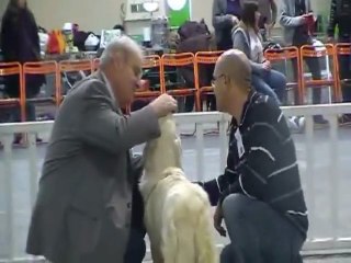 Gaia 3° excellent Nantes CACS 10-12-11 Parc expo La Beaujoire