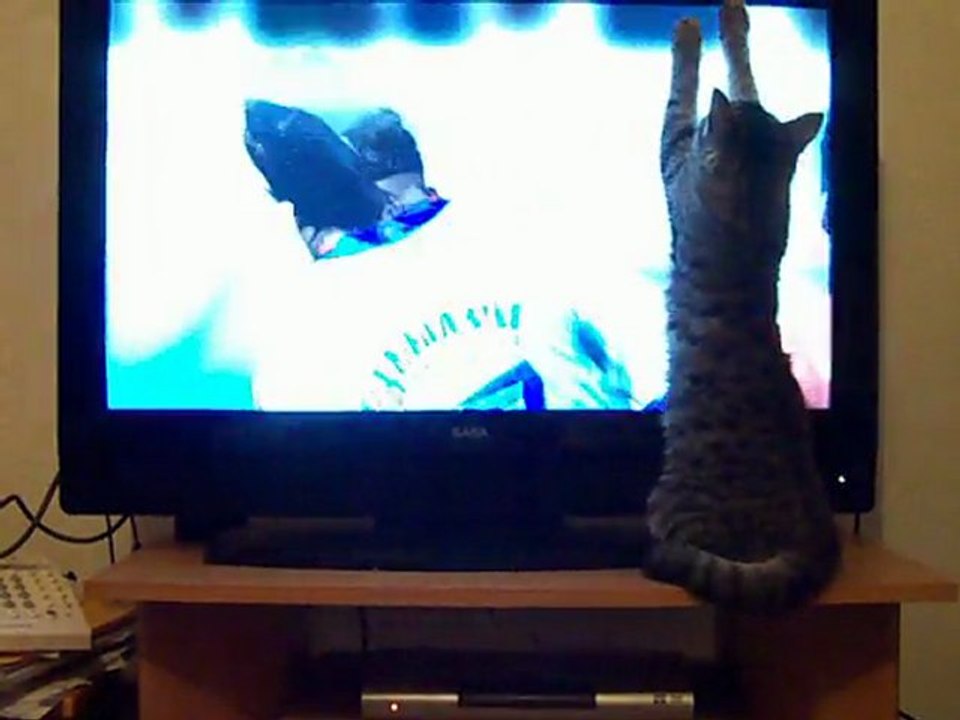 le chaton qui regarde et joue a fifa