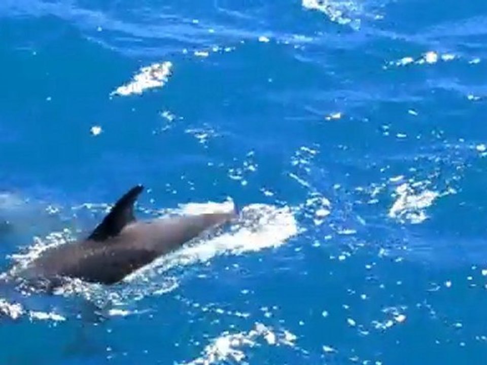 Les dauphins de Kaikoura en Nouvelle-Zelande