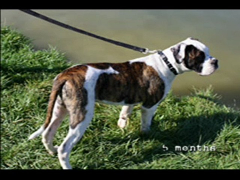 Gutsevolution-7 months