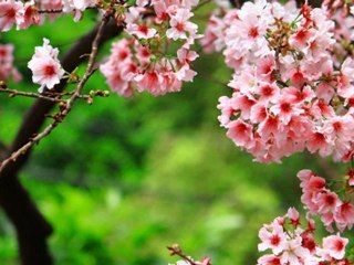 test for daily motion