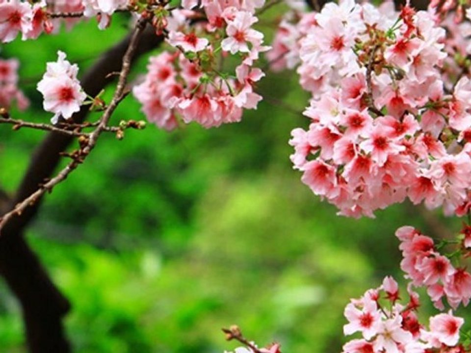 test for daily motion