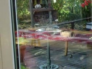 petit oiseaux prend leur bain