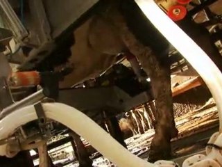 robot de traite en production laitière bovine