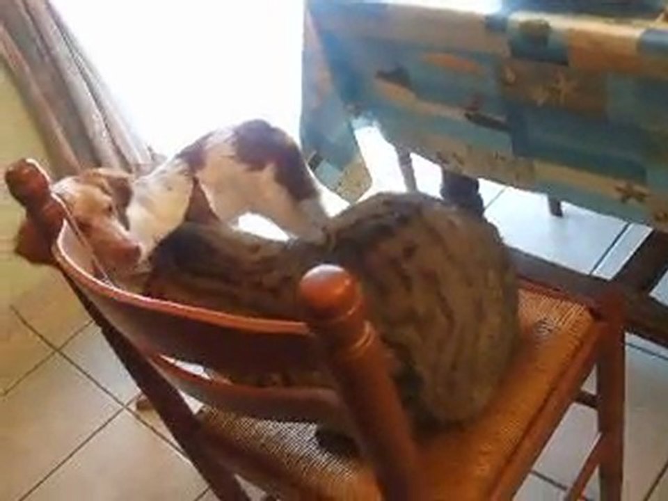 chien vs chat