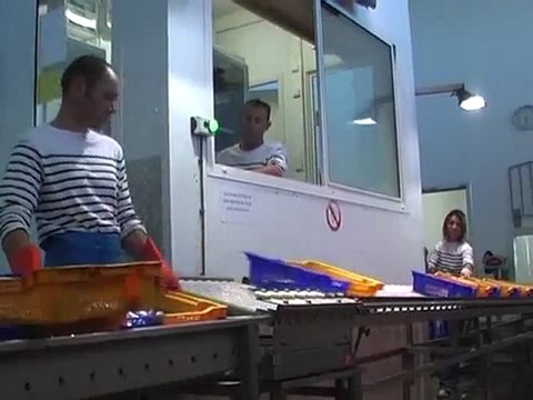 GRAU D'AGDE - 2011 - (6)- Le poisson, de la mer à l'assiette : les enchères de la criée du Grau d'Agde