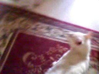 ALBERTO - CHAT BLANC A L ADOPTION (vidéo 2)