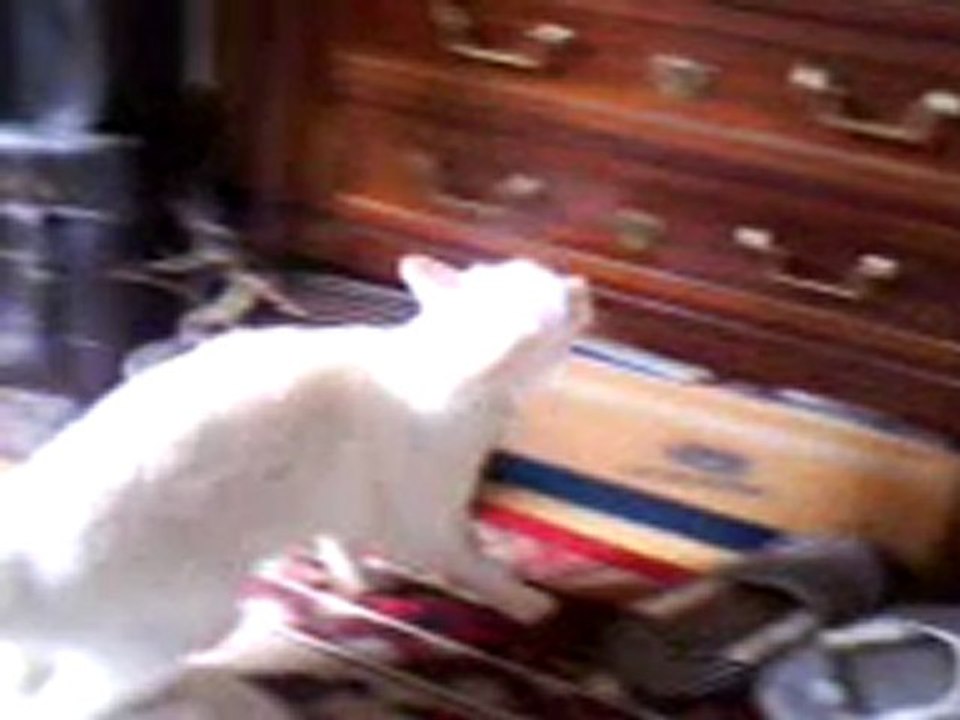 ALBERTO - CHAT BLANC A L ADOPTION (vidéo 2)