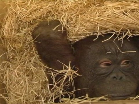 Introduction orangs-outans