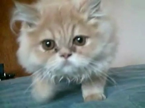 L'abstention fait peur aux chatons - Je crois que je vais pas aller voter