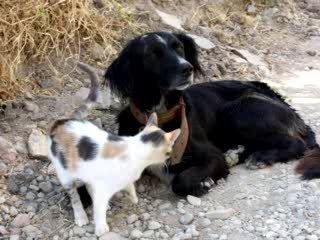CAT&DOG FRIENDSHIP