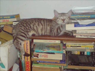 2009 Cat World Calender