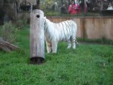 Tigre de Bengala del Zoo de Bs.As