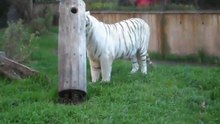 Tigre de Bengala del Zoo de Bs.As