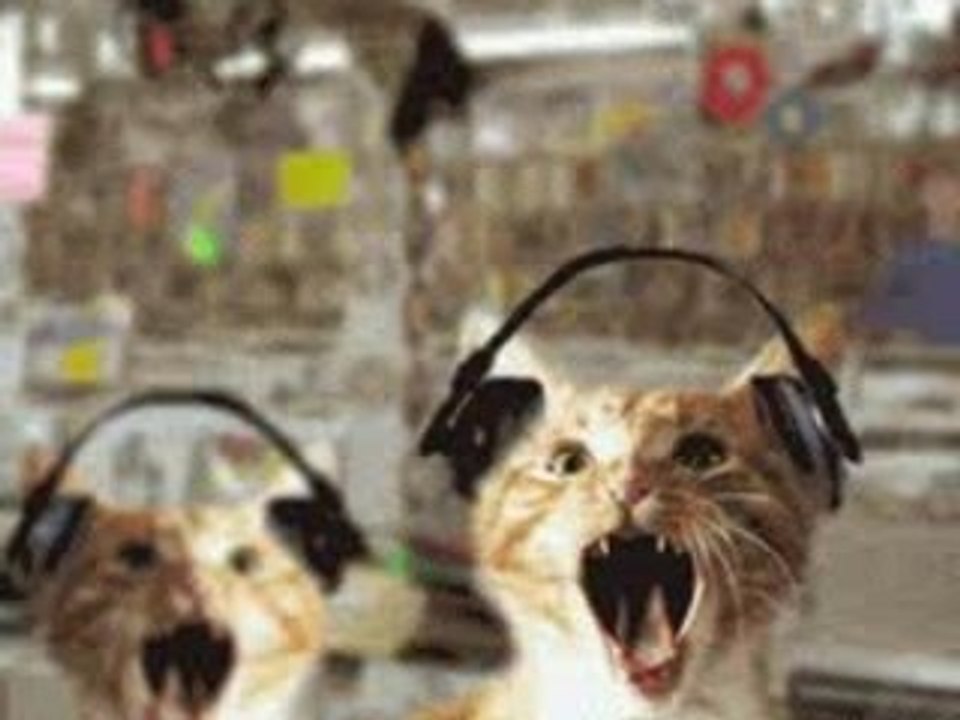 le chat qui ecoute du métal