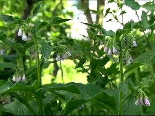 L'épicerie - L'art de la table chez les colons de la Nouvelle-France