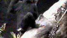 Monkey2