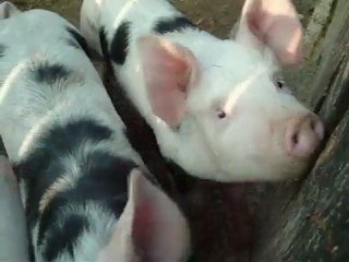 Körös Net Videó 2010 - Kedvenc Háziállatain 1.